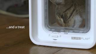 SureFlap DualScan Microchip Cat Flap [upl. by Coffeng]