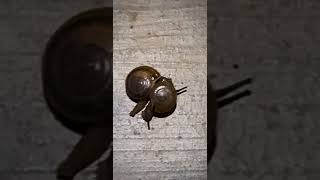 Rarest footage  2 Snails Mating [upl. by Zsa]