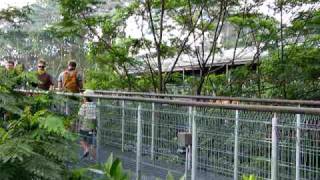 Jurong Bird Park Video Lory Loft 2 [upl. by Dorreg616]