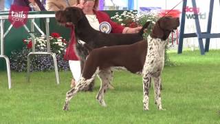 Windsor Dog Show 2016  Gundog group [upl. by Desdamonna714]