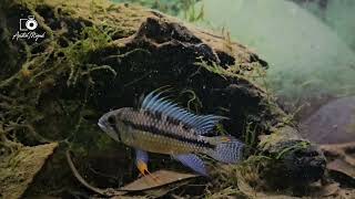 WC Apistogramma cf Cacatuoides Rio Purus the female is taking care of a spawning again [upl. by Ahsym]