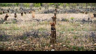 Sécheresse  à EspiradelAgly près de Perpignan des milliers d’arbres fruitiers risquent de mourir [upl. by Lexa894]