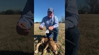 Calf Tagging and Weighing Demonstration [upl. by Blessington]