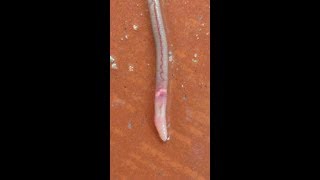 Locomotion of a Earthworm Lumbricus [upl. by Comfort492]