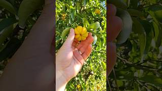 Stans Citremon Lemon x Trifoliate Orange hardycitrus citrus gardening [upl. by Azaleah770]