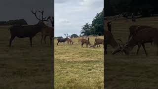 “Reindeer vibes peaceful grazing turned into a horntohorn showdown 🦌✨ MajesticCreatures” [upl. by Gilleod]