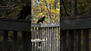 Twos a crowd wildlife crow [upl. by Wilkens]