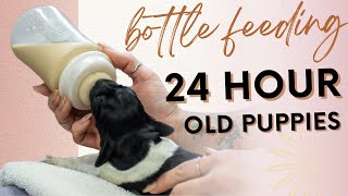 Supplementing Puppies In The First 24 Hours  Brand New Litter [upl. by Hodess]