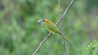 EP01 Asian green beeeater Bird Find locusts to eat well [upl. by Ignacius]