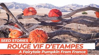 SEED STORIES  Rouge Vif DEtampes A Fairytale Pumpkin From France [upl. by Peyton146]