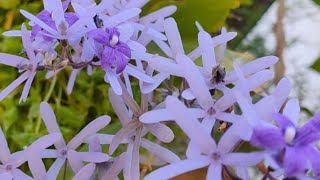 Petrea Volubilis plant care  Sandpaper vine  Flowering climbers on our front porch [upl. by Aihcrop]