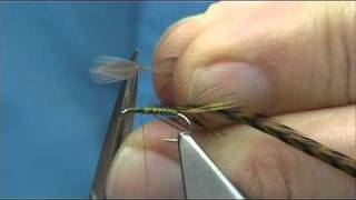 Tying a Spring Olive Spider by Davie McPhail [upl. by Yrelav]