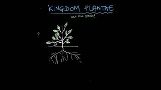 Plant Kingdom  Biological Classification  Biology  Khan Academy [upl. by Siahc389]