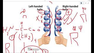 Alpha helix [upl. by Colwin]