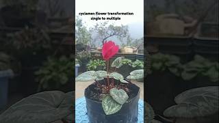 Cyclamen flower transformation single to multiple [upl. by Ronalda617]