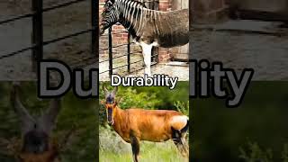 Quagga vs Bubal Hartebeest quagga bubalhartebeest [upl. by Secnirp]