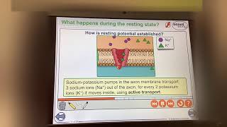 KS5ALEVELBIOLOGYNEURONESHow resting potential is established [upl. by Bautram262]