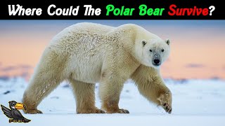 Can POLAR BEARS Thrive in Warmer Climates [upl. by Ananna]