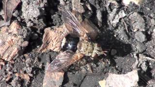 Tachinid Fly Tachinidae Epalpus signifer [upl. by Yehus815]