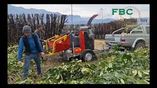 FBC Drum Chipper model BIO1522HETRRRI shredding WET Prunus laurocerasus [upl. by Nairod552]