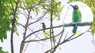 Blackbanded Barbet  stunning looking birds which is endemic to the island of JavaBali Indonesia [upl. by Isayg50]