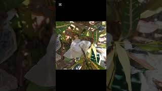 How to air layering croton plant easyandfasttechnique shortsviralvideo [upl. by Trebornhoj]