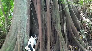 MARIO SIGIENDO UNA GUATUSA EN EL BOSQUE LA CUSUQUITA [upl. by Eikcuhc238]