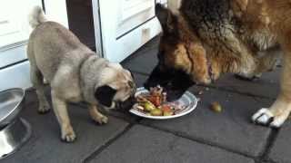 Pug Steals Food From German Shepherd Xmas [upl. by Garth258]