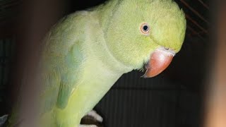 very angry parrot video  discover green life [upl. by Everson]