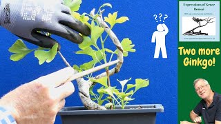 Why growing Ginkgo for Bonsai can be a Challenge BUT is still fun [upl. by Debi593]