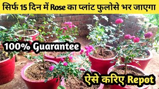 गुलाब को इस तरह से करिए Repot आपका गुलाब का पौधा 15 दिन में ही फुलोसे भर जाएगाRose Plant Care Tips [upl. by Jonna]