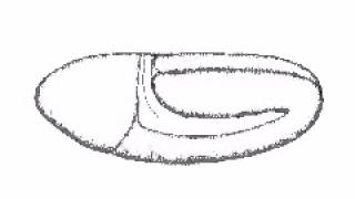 Drosophila Gastrulation Sketch [upl. by Blanka42]