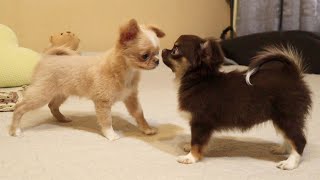 An incredible meeting of two Chihuahua puppies [upl. by Annoik]