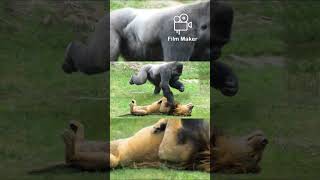 Gorilla vs lion [upl. by Ahsii]