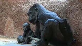 Two gorilla babies [upl. by Lotsirb]