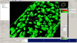 IMARIS 3D Measurement [upl. by Sibley]