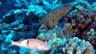 Diving in Molokini and 5 Caves Maui [upl. by Oettam853]