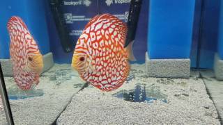 Aqua Expo Tage 2016 Discus 5 [upl. by Bussey]