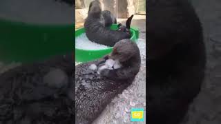 Cute Otter tapping videos 🥰 shorts  CUTENESS OVERLOAD [upl. by Hagar]