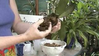 Phalaenopsis Repotting  Orchid Care  From rePotmecom [upl. by Farika709]