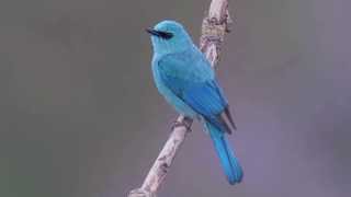 Verditer Flycatcher [upl. by Brittany]