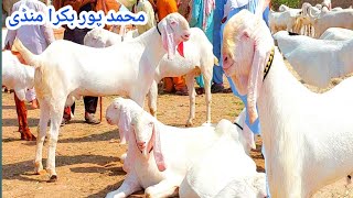 Rajan puri goat Qurbani 2024 Check Rate of the Mohammadpur Bakra Mandi goat farming in pakistan [upl. by Enyahs344]