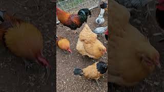 cockchafer grub feeding chickens viral viralvideo farming chicken chickens johndeere farmer [upl. by Rena]