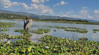 mira cuanta tilapia hay entre la hierba que arrastraron las lluvias [upl. by Salchunas674]