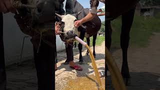 Impaction of rumen l dr Umar khan [upl. by Eiggem532]