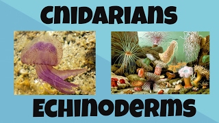 Cnidarians and Echinoderms [upl. by Eilrac287]