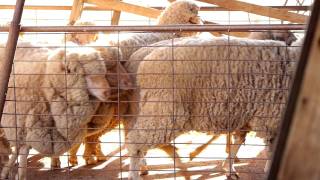 Sheep Shearing Cunnamulla [upl. by Eiliab]