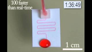 Paper Microfluidic Device running for 3h [upl. by Canty]