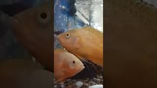 3ft oscar fish tank  oscars oscar oscarfish shorts shortvideo shortsfeed shortsviral [upl. by Kirre]