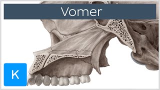 Vomer Bone  Definition amp Location  Human Anatomy  Kenhub [upl. by Sexela628]